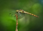 Sympetrum fonscolombii .jpg