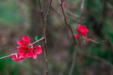 flores rojas (1 de 1).jpg