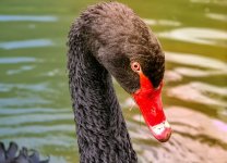 black-swan-3442798_1280.jpg