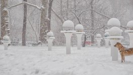 Testigo en la nieve.jpg