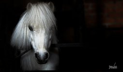 Pequeño Pony_DSC01763_2.jpg