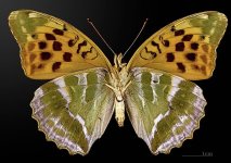 1200px-Argynnis_paphia_MHNT_CUT_2013_3_24_Cabrerets_46_Female~2.jpg