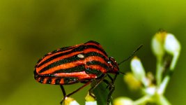 03_Chinche Graphosoma_03_Chinche Grafosoma_ILC09852.jpg