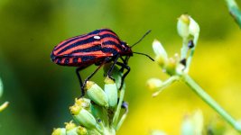 03_Chinche Graphosoma_03_Chinche Grafosoma_ILC09849.jpg