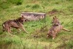 -lobos--pajanosas_DSC3243.jpg