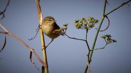 04_Mosquitero_ILC00161.jpg