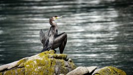 20_CormoranILC00624.jpg