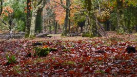 Lago Castiñeira_0_Otoño_LC00667.jpg