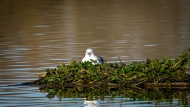 Gaviota Berna.jpg