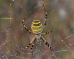 araña-normal-web.jpg