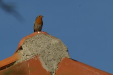 pajarito en el tejado.jpg