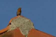 pajarito en el tejado.jpg