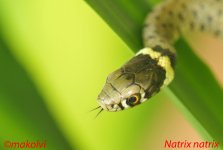 DSC_8782-makolvi-Natrix-nat.jpg