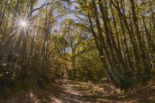 _JKN3320 Castañar Ojestos OTOÑO paisaje San Martin de Trevejo.jpg