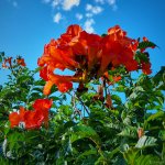 hibiscus-rojos_49581211051_o.jpg